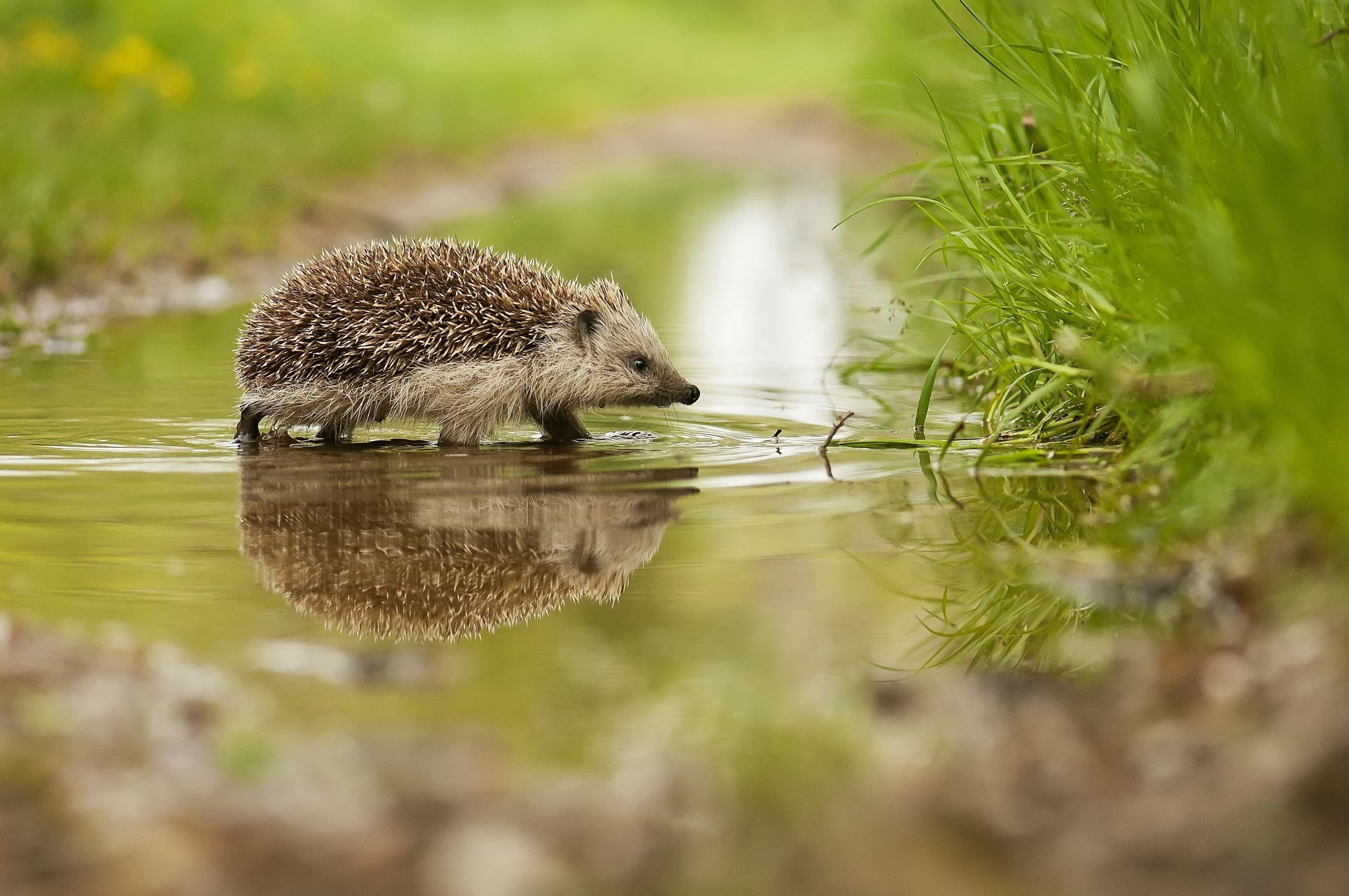 A Hedgehog walking through a puddle in a field.